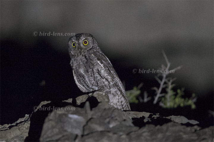 Zypern-Zwergohreule Zypern-Zwergohreule