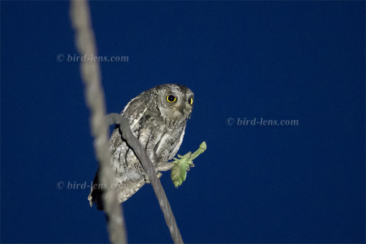 Zypern-Zwergohreule Zypern-Zwergohreule