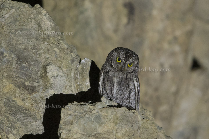 Cyprus Scops-Owl
