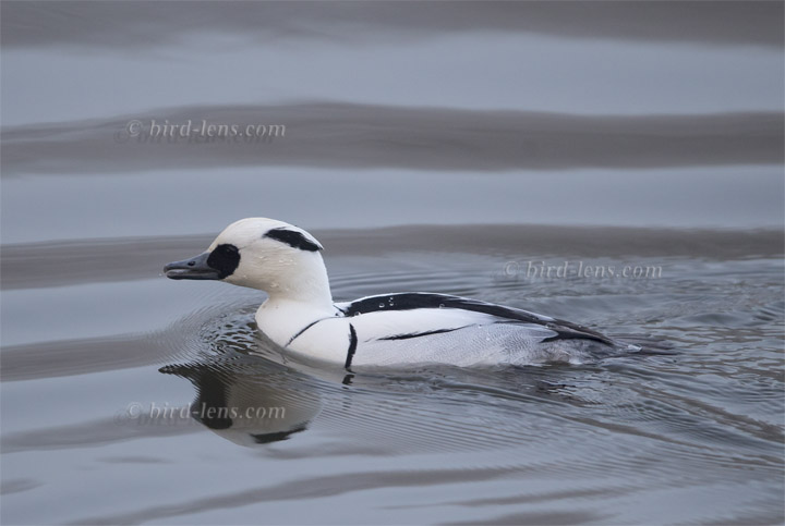 Zwergsäger Zwergsäger