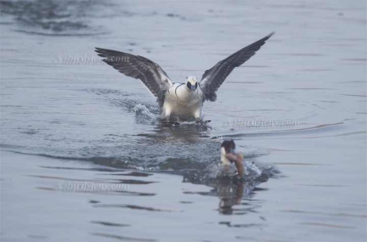 Zwergsäger Zwergsäger