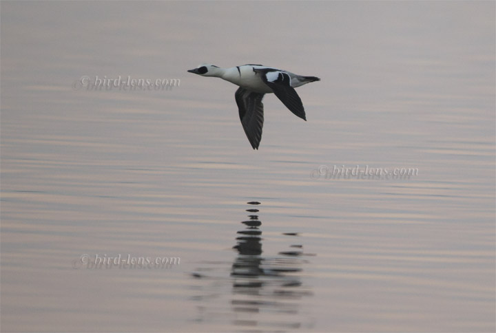 Zwergsäger Zwergsäger