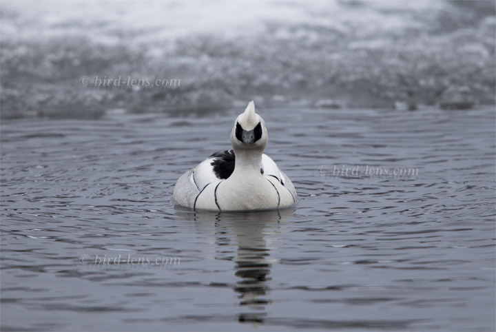 Zwergsäger Zwergsäger