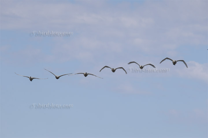 Pfeifschwan Pfeifschwan