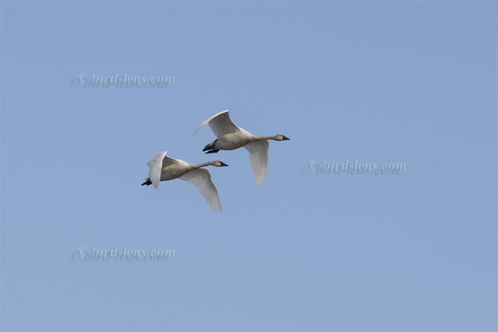 Pfeifschwan Pfeifschwan