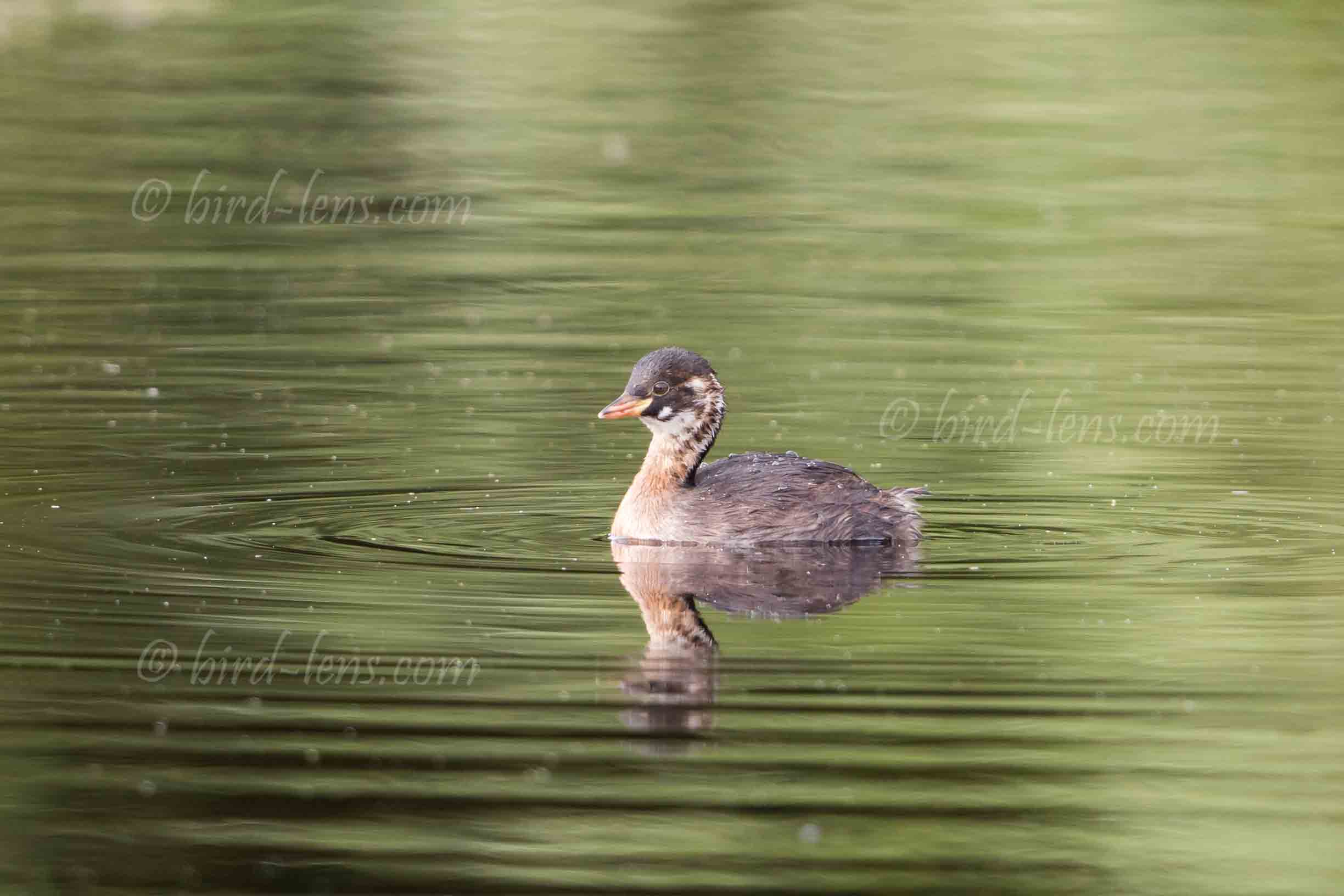 Zwergtaucher Zwergtaucher