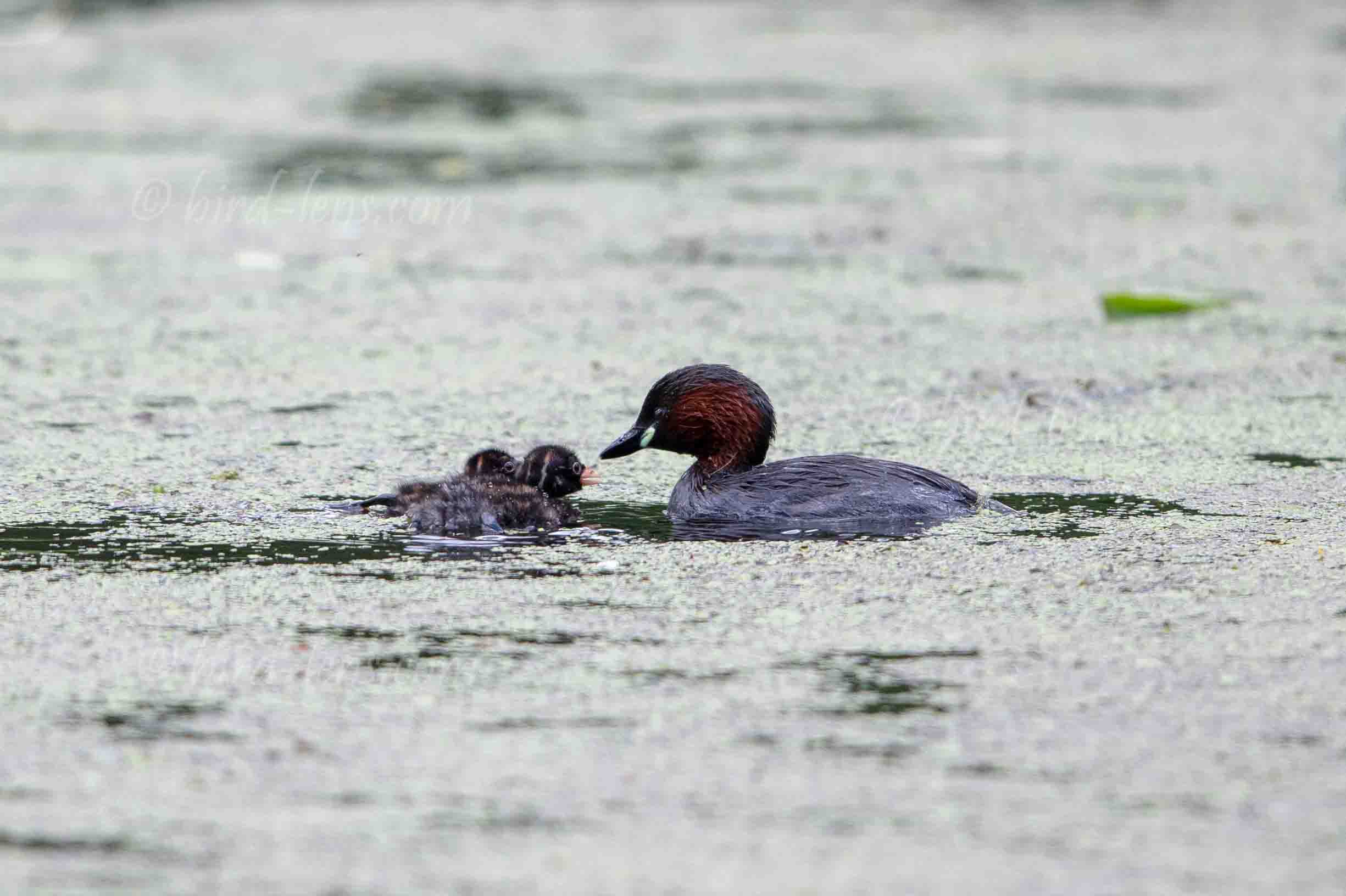 Zwergtaucher Zwergtaucher