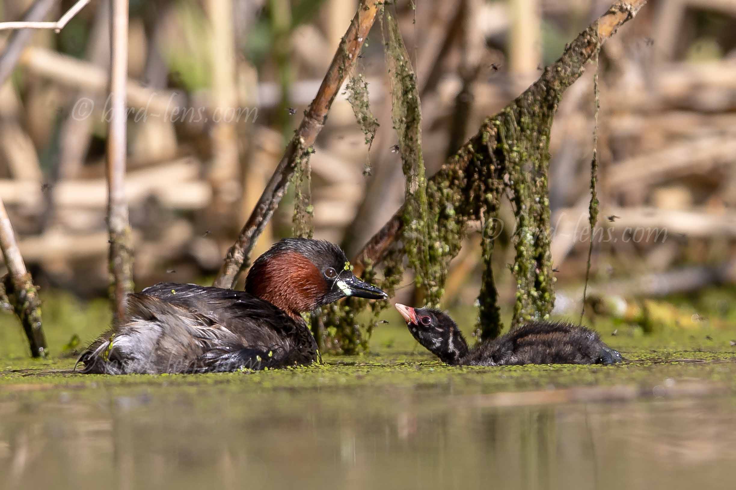Zwergtaucher Zwergtaucher