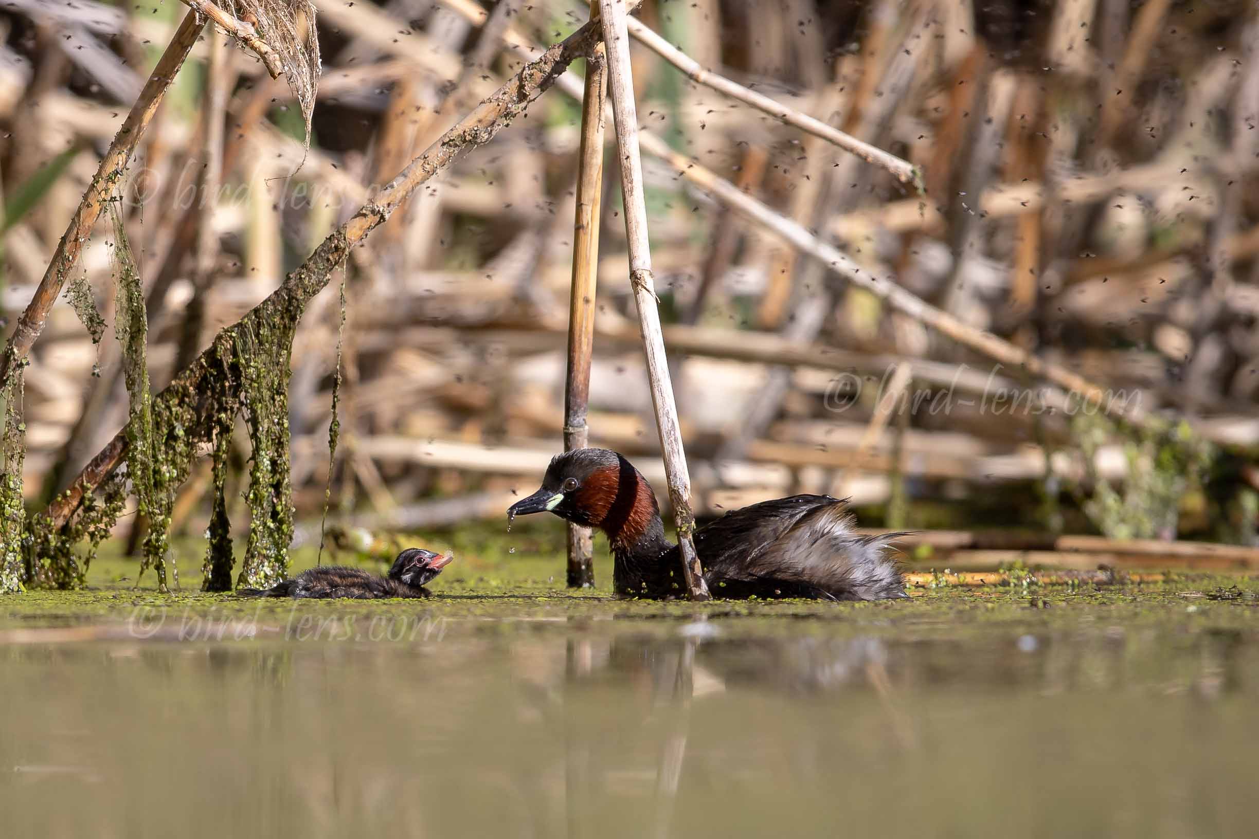 Zwergtaucher Zwergtaucher