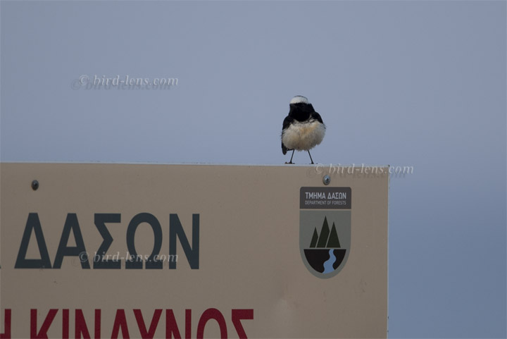 Zypernsteinschmätzer