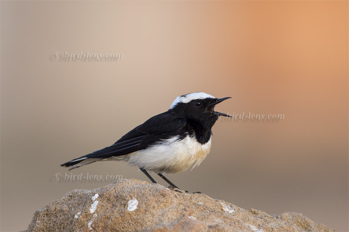 Zypernsteinschmätzer