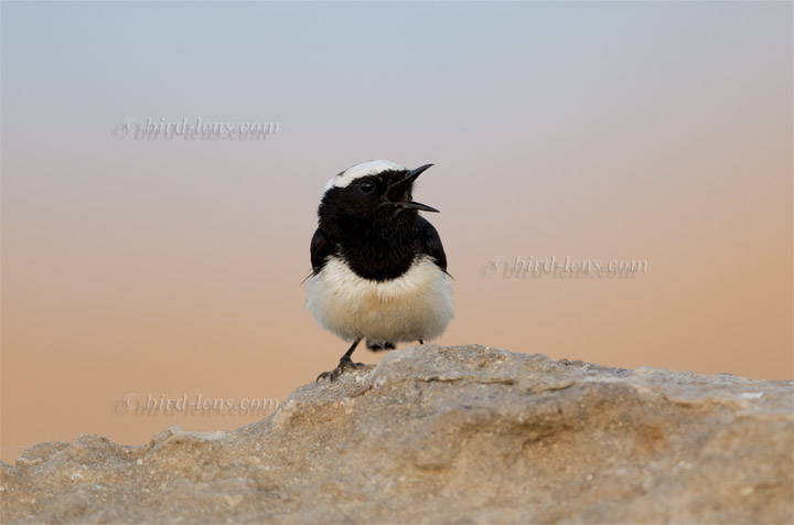 Zypernsteinschmätzer