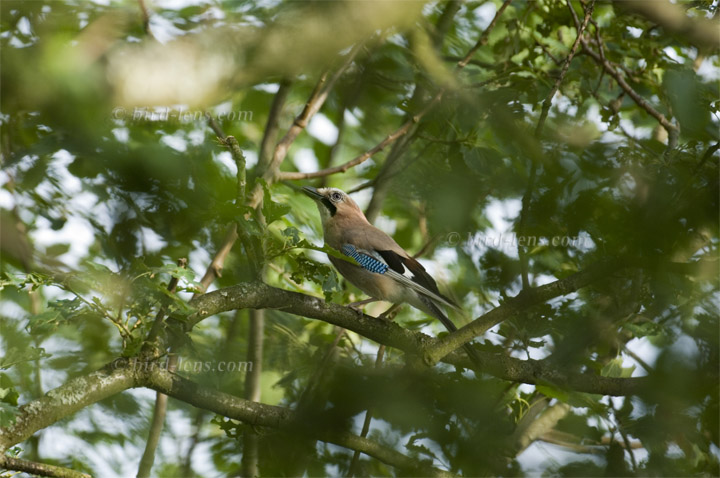 Eichelhäher Eichelhäher